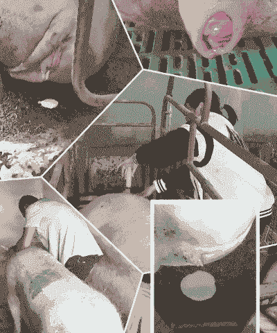 母猪产后子宫投药