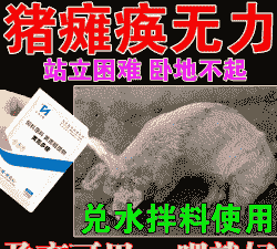 母猪产后后肢无力