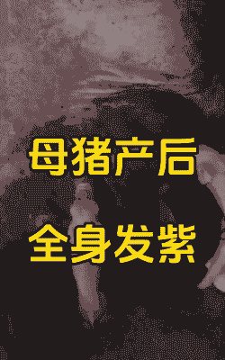 母猪产后全发疯
