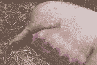 母猪产后睡觉技巧