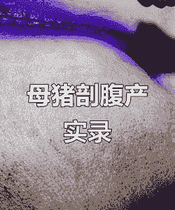 母猪产后蹄子刨地