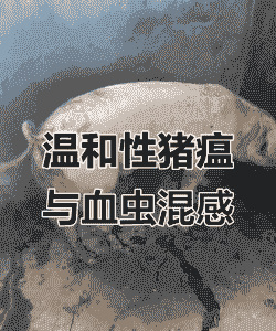 母猪产后有猪瘟