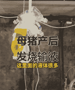 母猪产后不吃吊针