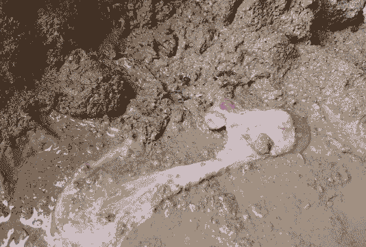 母猪产后拉血水