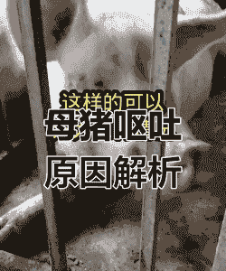 母猪产后吐沫子