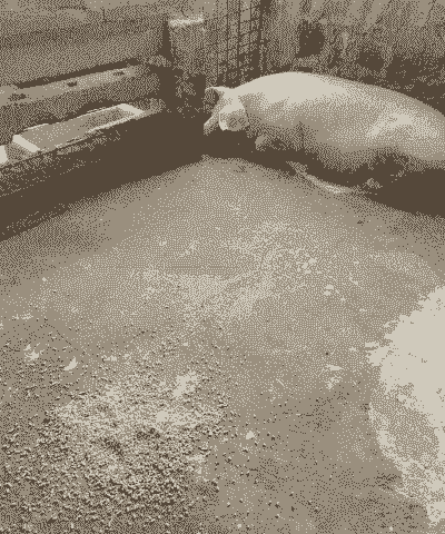 母猪产后喘高烧