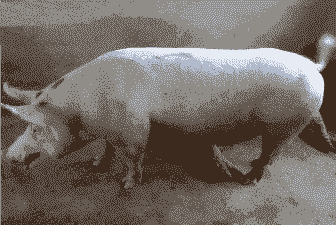 母猪产后咳喘发烧