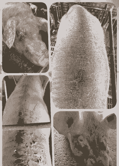 母猪产后皮肤脱落