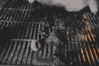 母猪产后大便变黑