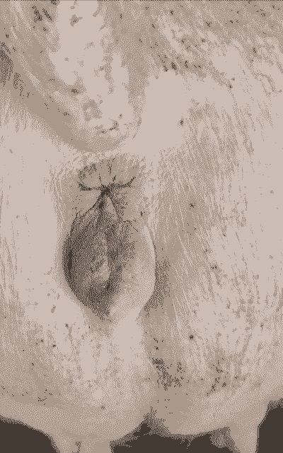 母猪产后小便少