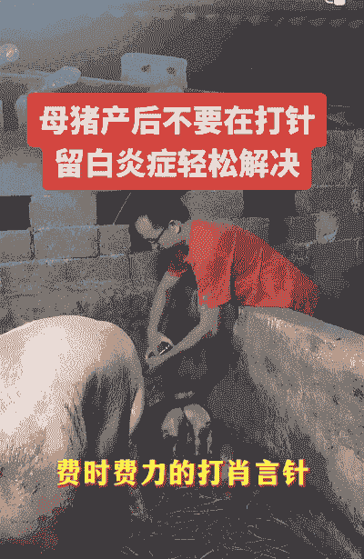 母猪产后不给打针