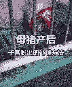 母猪产后产道脱出