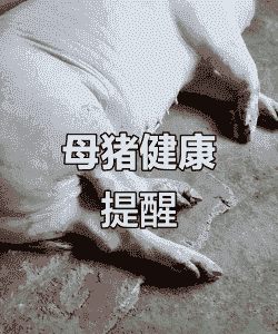 产后母猪颤抖