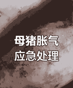 母猪产后胃胀气