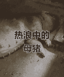 母猪产后食欲好