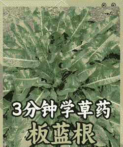 母猪产后消炎板蓝根