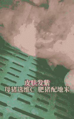 母猪产后长紫斑