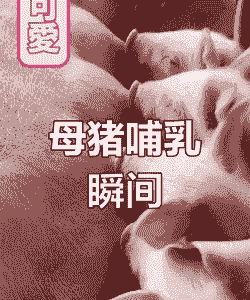 母猪产后快速下奶