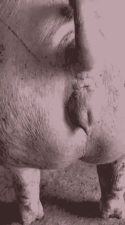 母猪产后怎么发抖