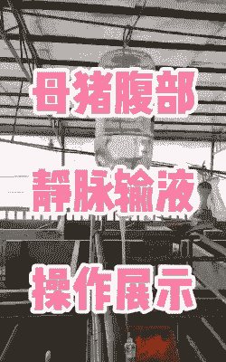 母猪产后消炎输液