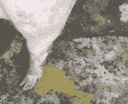 母猪产后子宫胀气