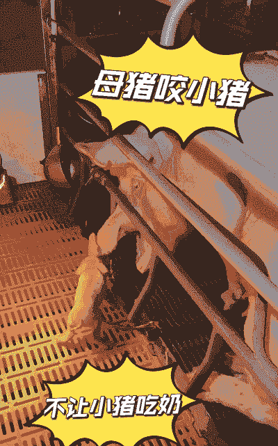 头胎母猪产后磨牙