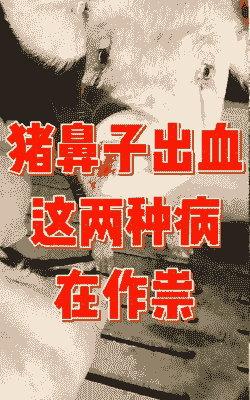 母猪产后鼻子出血