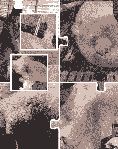 母猪的产后理疗