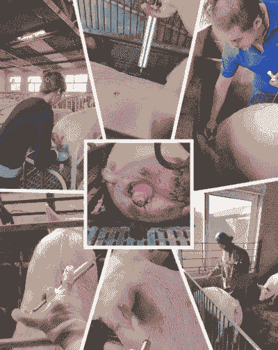 母猪产后清宫喂药