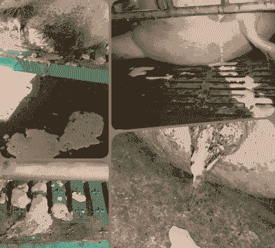 母猪产后尿液浑浊