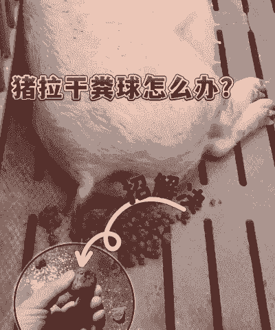 母猪产后多久通便