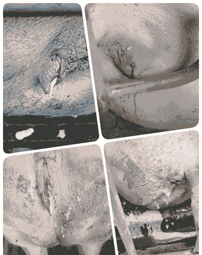 母猪产后流脏物