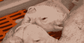 母猪产后没有体温