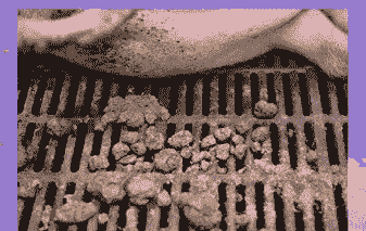 母猪产后发热便秘