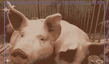 母猪产后饮食减退