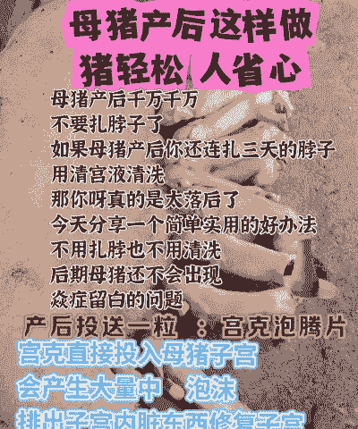 母猪产后怎么叫