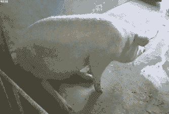 母猪产后瘫痪缺钙