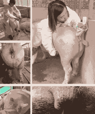 母猪产后多久排尿