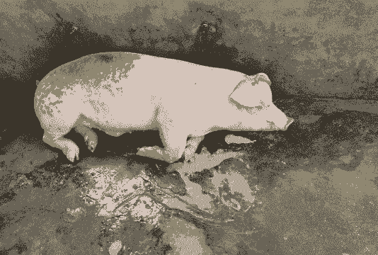 母猪产后突然呕吐