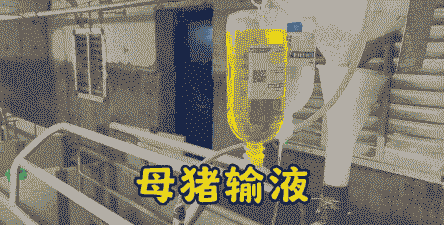 母猪难产后输液