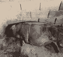 母猪产后没体温