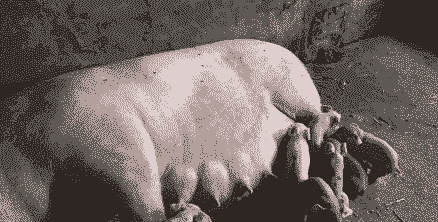 母猪产后没胎衣