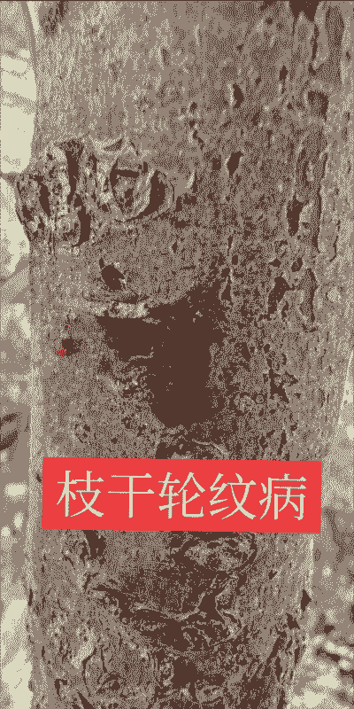 母猪产后外阴破裂