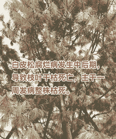 母猪生产后呕吐