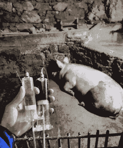 母猪产后母猪冷怎么办