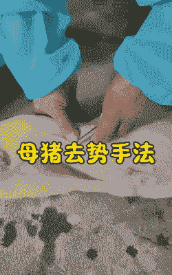 母猪产后怎么压猪崽