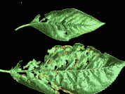 母猪产后冲洗子宫方法