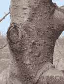 母猪产后几时大便