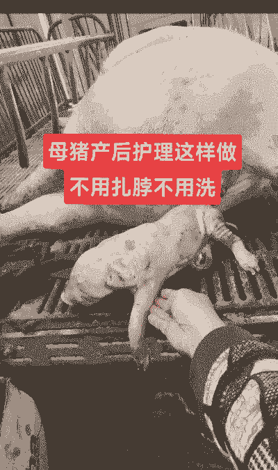 母猪产后风治疗方案