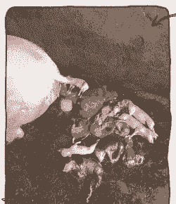 母猪产后死胎的特征